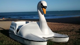 Pedalinho Cisne